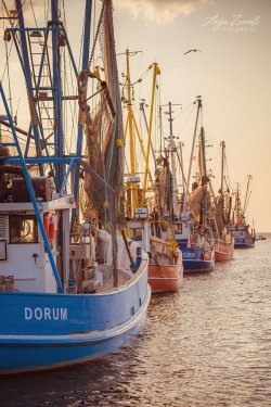 Dorum_09375