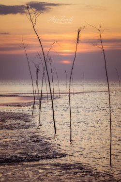 Dorum_09465