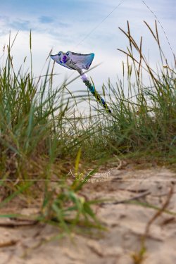 Schillig_1314