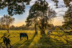 neze_4318
