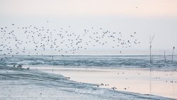 dangast_7359