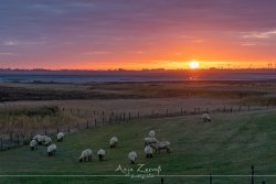 varel_8487