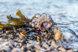 Strandgut_9455