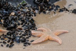sylt_5223