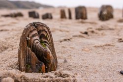 sylt_5244