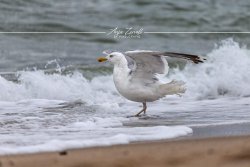 Sylt_9671