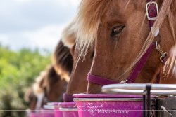 spiekeroog_9777
