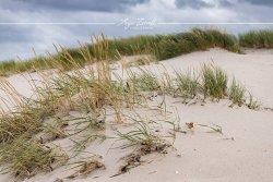 Sylt_9953