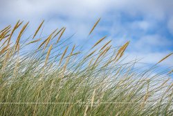 Sylt_9966