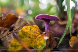 pflanzen_0028