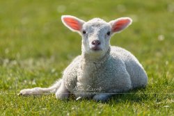 tiere_2749