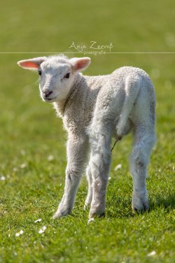 tiere_2758