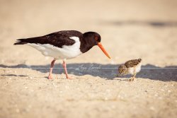 Austernfischer_3049