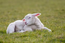 tiere_3293