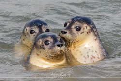 tiere_3397