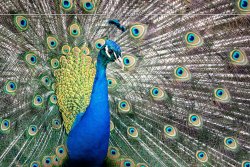 Pfau_3792