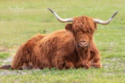 Tiere_3814