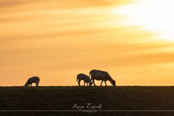 tiere_4633