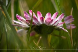 pflanzen_4838