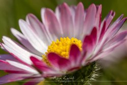pflanzen_4842