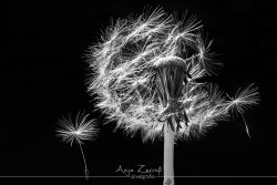 pflanzen_5856