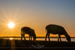 tiere_5905