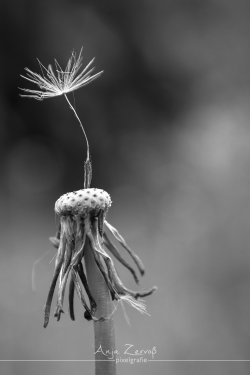 pflanzen_6572