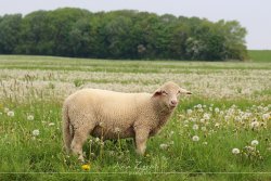 tiere_6828