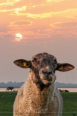 tiere_7469