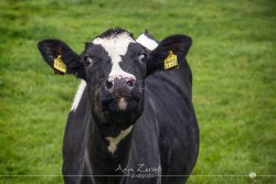 tiere_8497